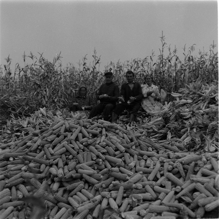 minerva_agricultura_1_c1r4_001