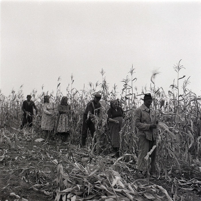 minerva_agricultura_1_c1r4_002