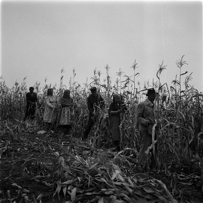 minerva_agricultura_1_c1r4_003