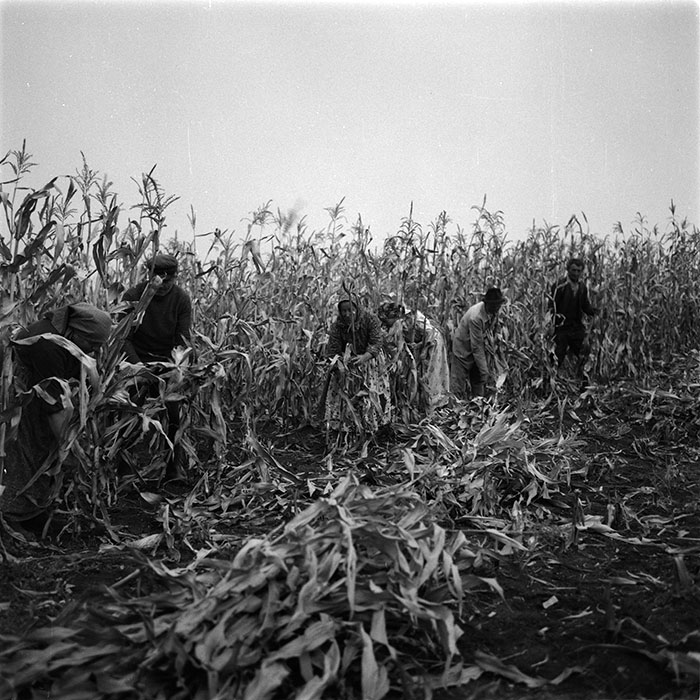 minerva_agricultura_1_c1r4_005