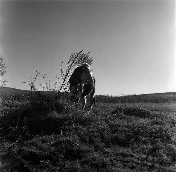 minerva_agricultura_1_c2r4_008