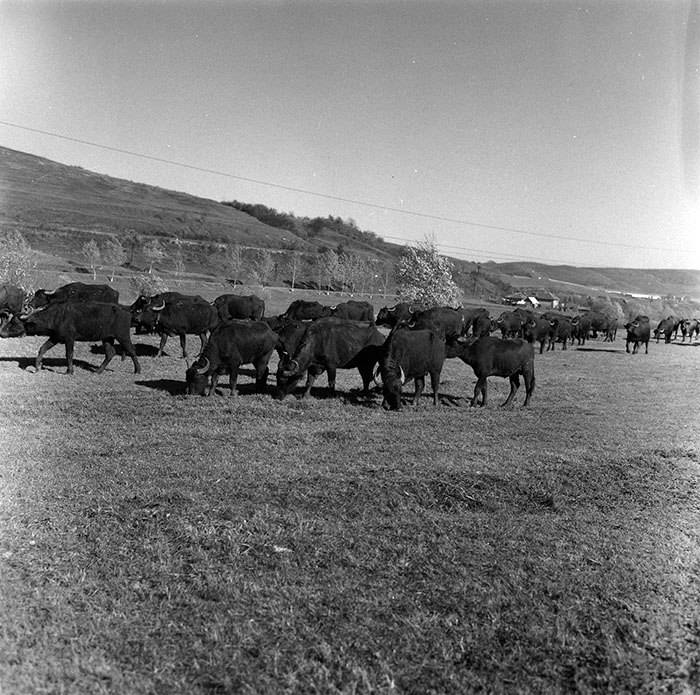 minerva_agricultura_1_c2r4_009