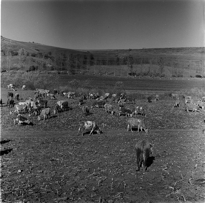 minerva_agricultura_1_c2r4_010