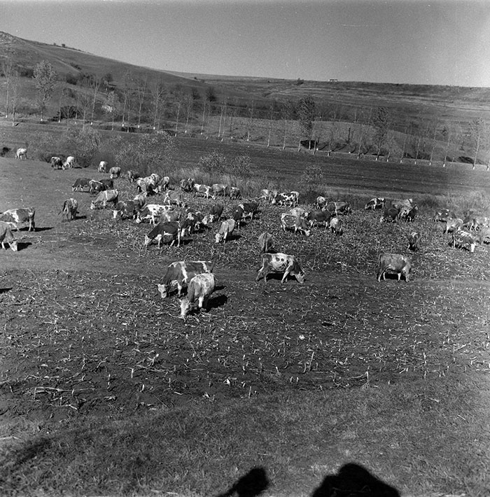 minerva_agricultura_1_c2r4_012