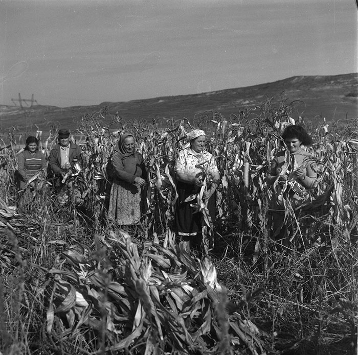 minerva_agricultura_1_c2r5_004