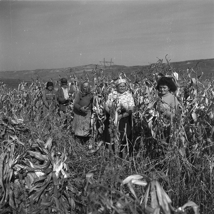 minerva_agricultura_1_c2r5_005