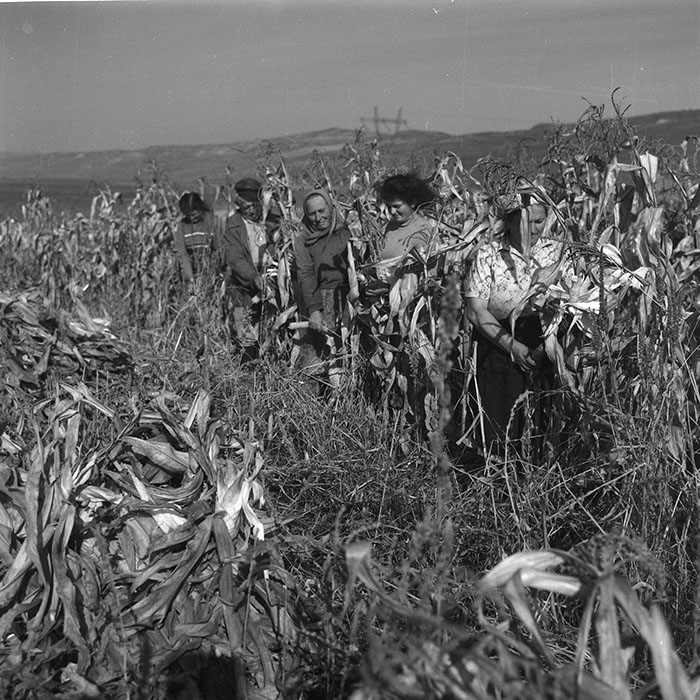 minerva_agricultura_1_c2r5_006