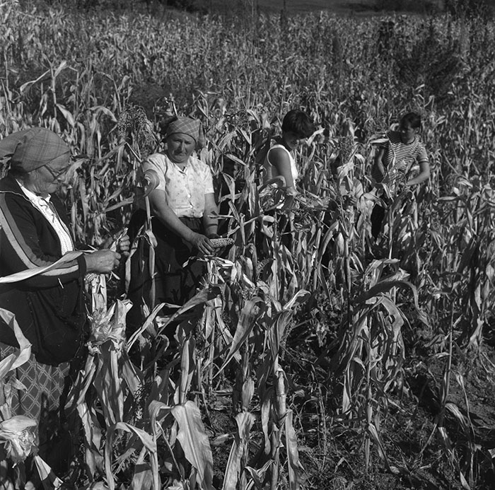 minerva_agricultura_1_c3r1_001