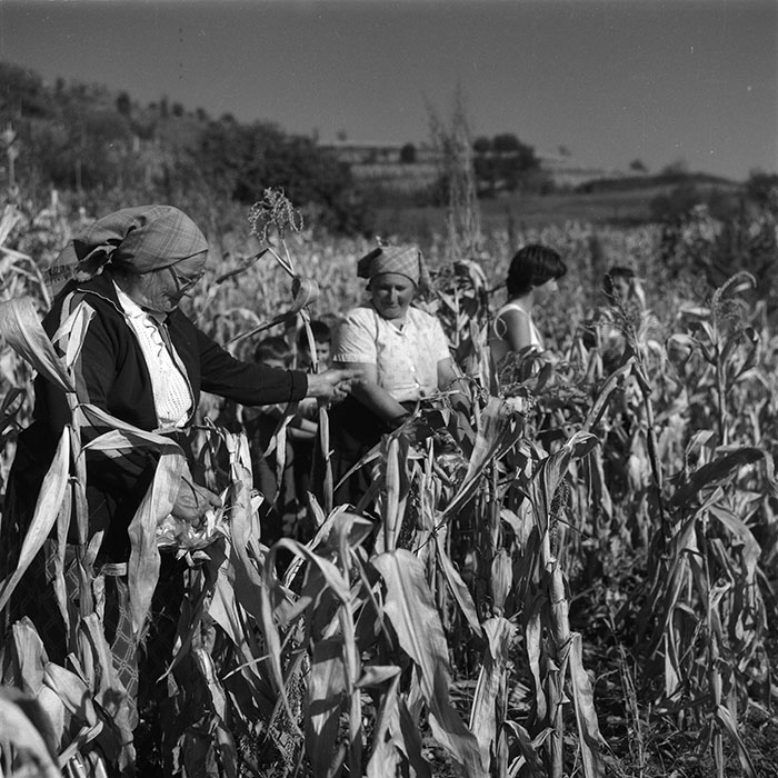 minerva_agricultura_1_c3r1_002