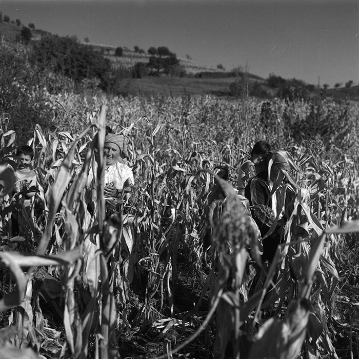 minerva_agricultura_1_c3r1_003