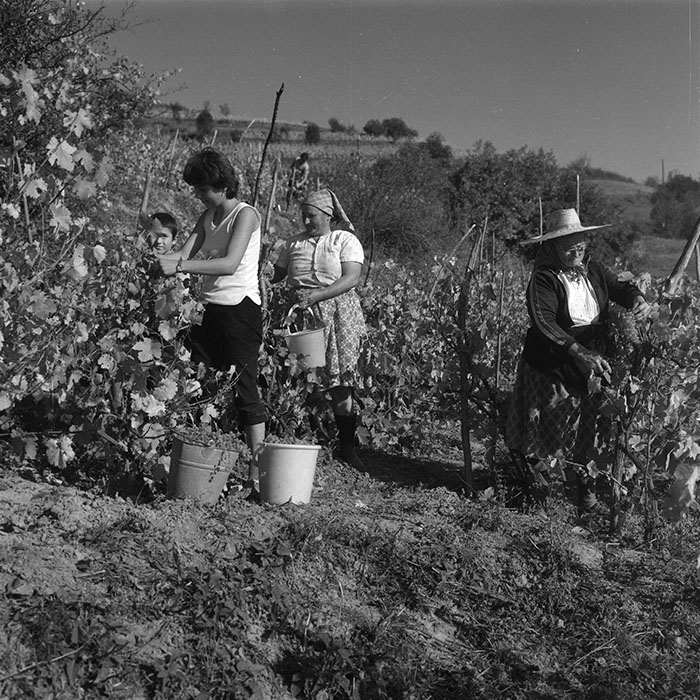 minerva_agricultura_1_c3r1_004