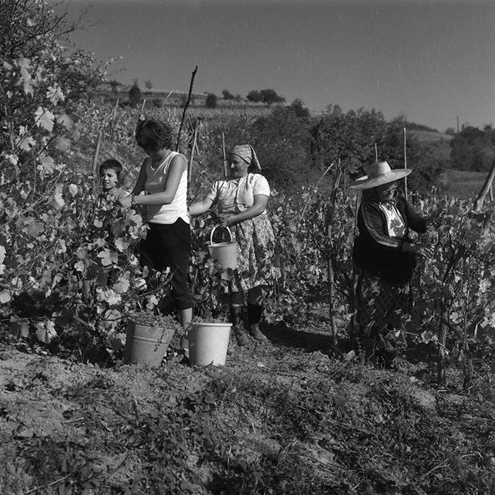 minerva_agricultura_1_c3r1_005