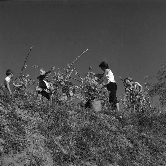 minerva_agricultura_1_c3r1_006