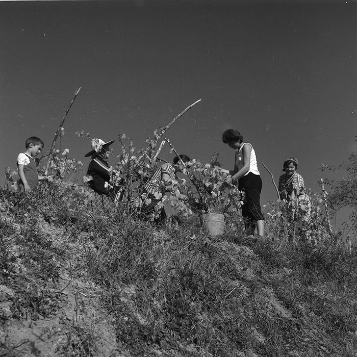 minerva_agricultura_1_c3r1_007