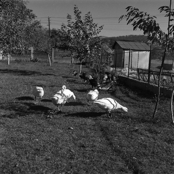 minerva_agricultura_1_c3r1_012