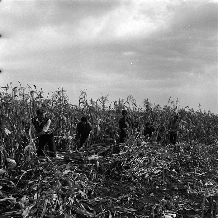 minerva_agricultura_1_c3r1_013