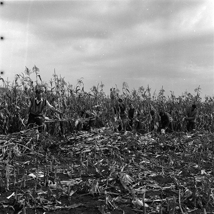 minerva_agricultura_1_c3r1_015