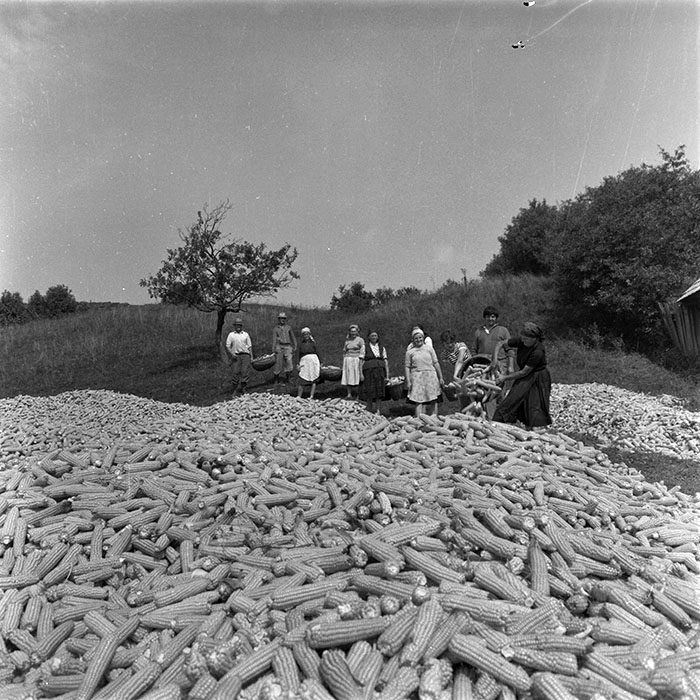 minerva_agricultura_1_c3r1_025