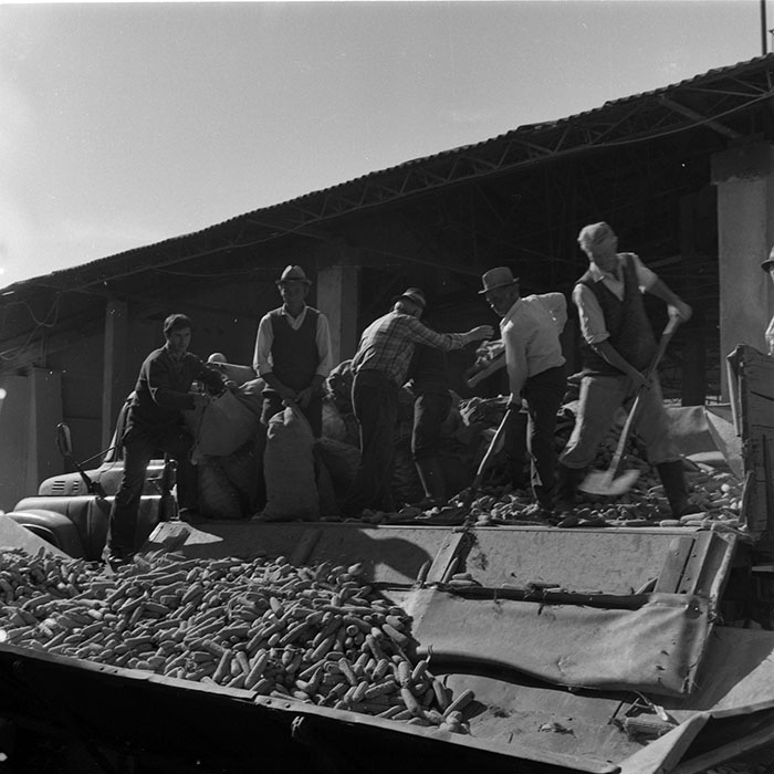 minerva_agricultura_1_c3r3_002