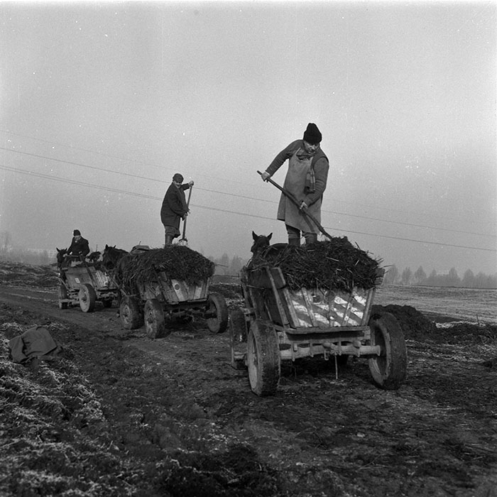 minerva_agricultura_1_c3r5_002