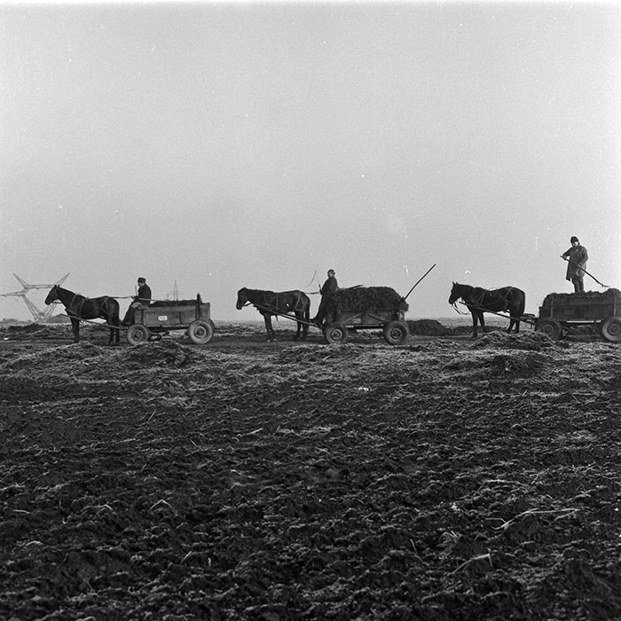 minerva_agricultura_1_c3r5_007