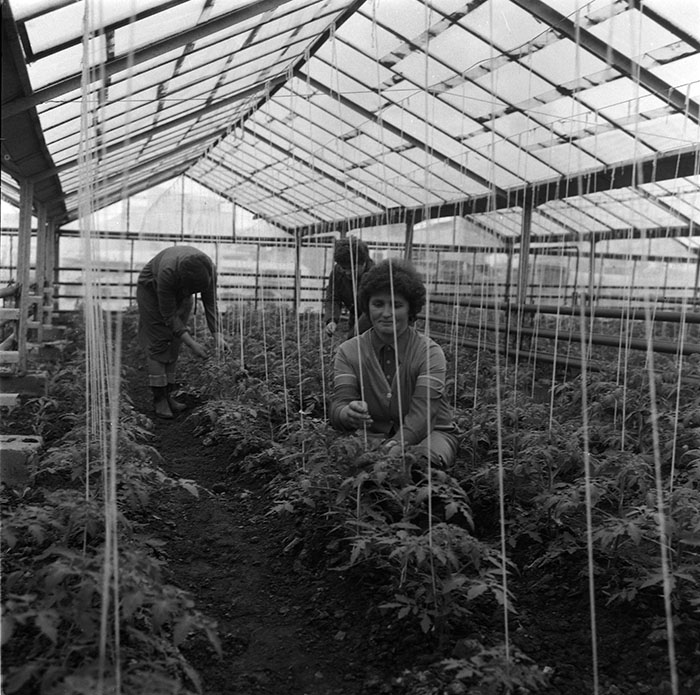 minerva_agricultura_1_c4r2_001