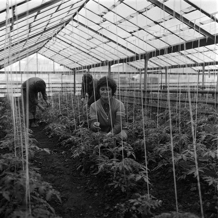 minerva_agricultura_1_c4r2_002