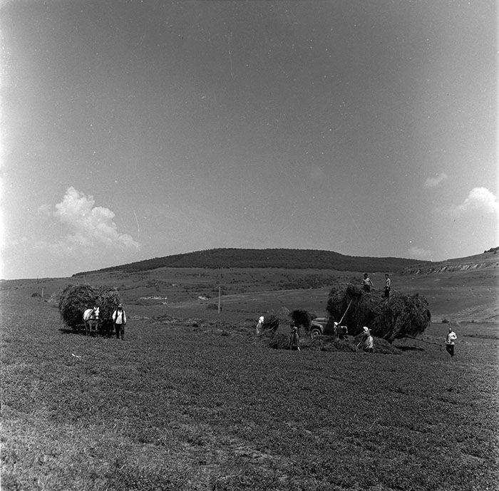 minerva_agricultura_1_c4r3_001