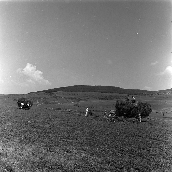 minerva_agricultura_1_c4r3_002