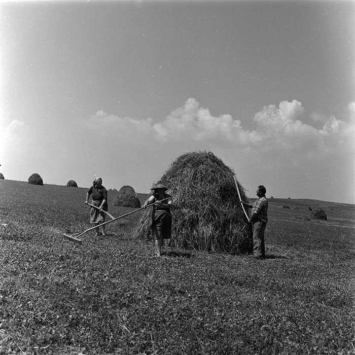 minerva_agricultura_1_c4r3_003