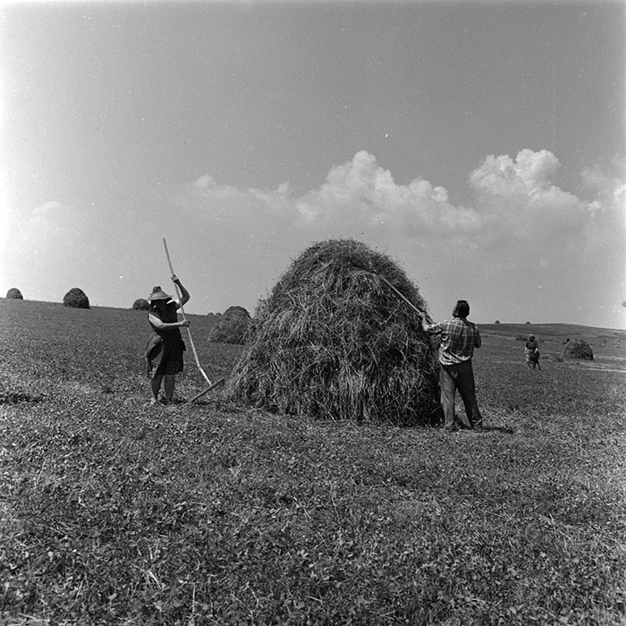 minerva_agricultura_1_c4r3_004