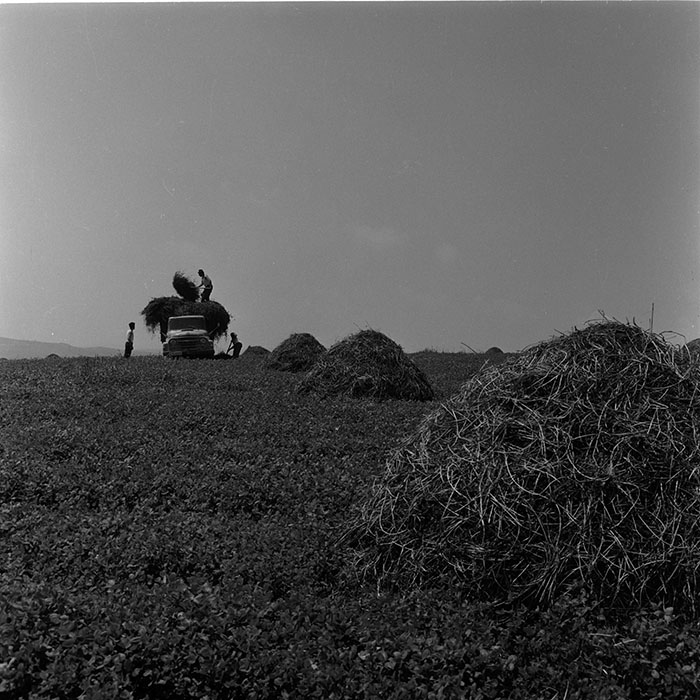 minerva_agricultura_1_c4r3_006