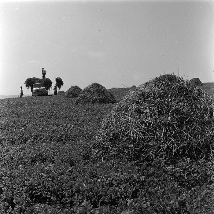 minerva_agricultura_1_c4r3_007