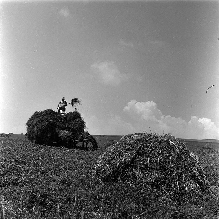 minerva_agricultura_1_c4r3_008