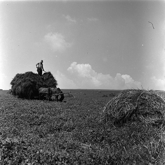 minerva_agricultura_1_c4r3_009