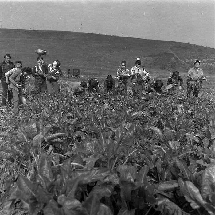 minerva_agricultura_1_c4r4_002