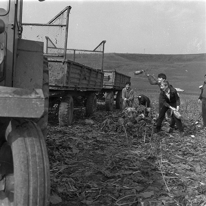 minerva_agricultura_1_c4r4_003