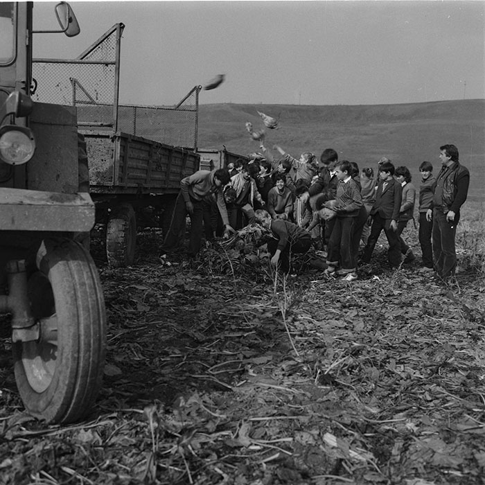 minerva_agricultura_1_c4r4_004