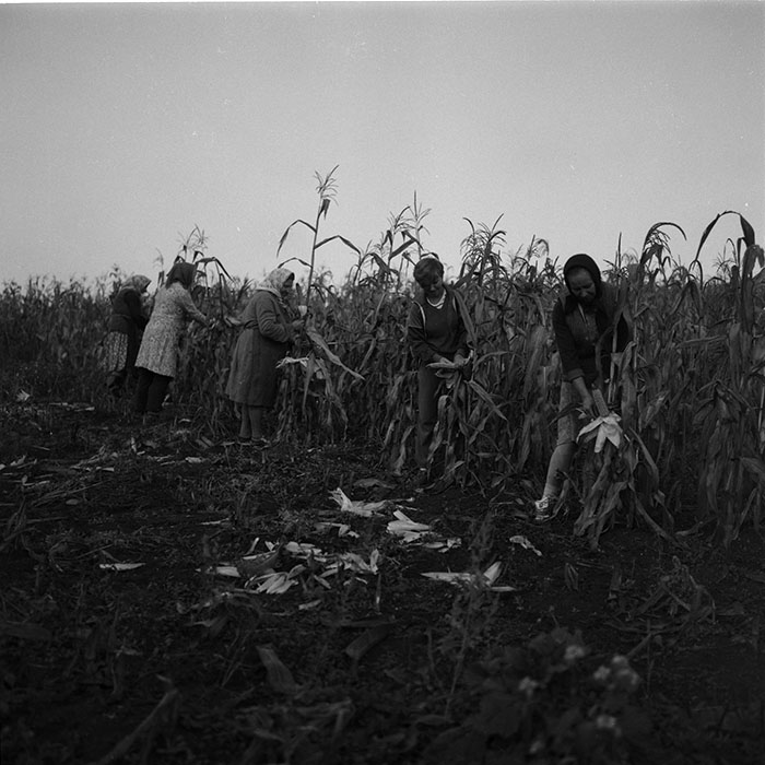 minerva_agricultura_1_c4r4_008