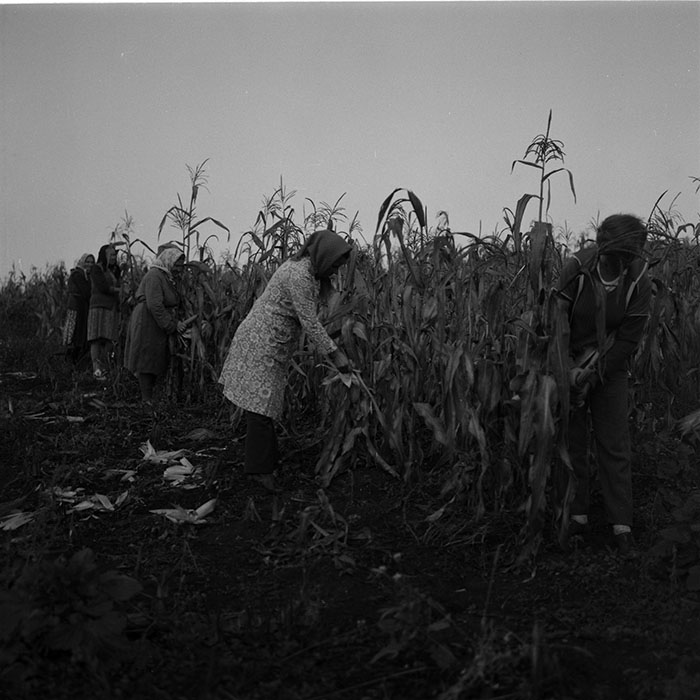 minerva_agricultura_1_c4r4_009