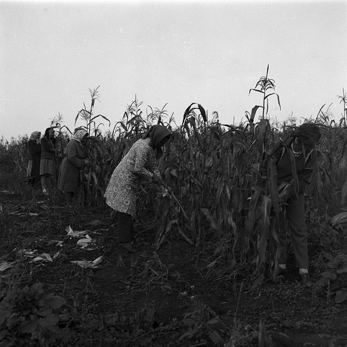 minerva_agricultura_1_c4r4_010