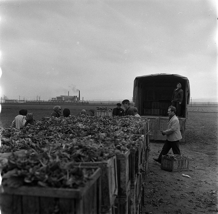 minerva_agricultura_1_c5r1_001