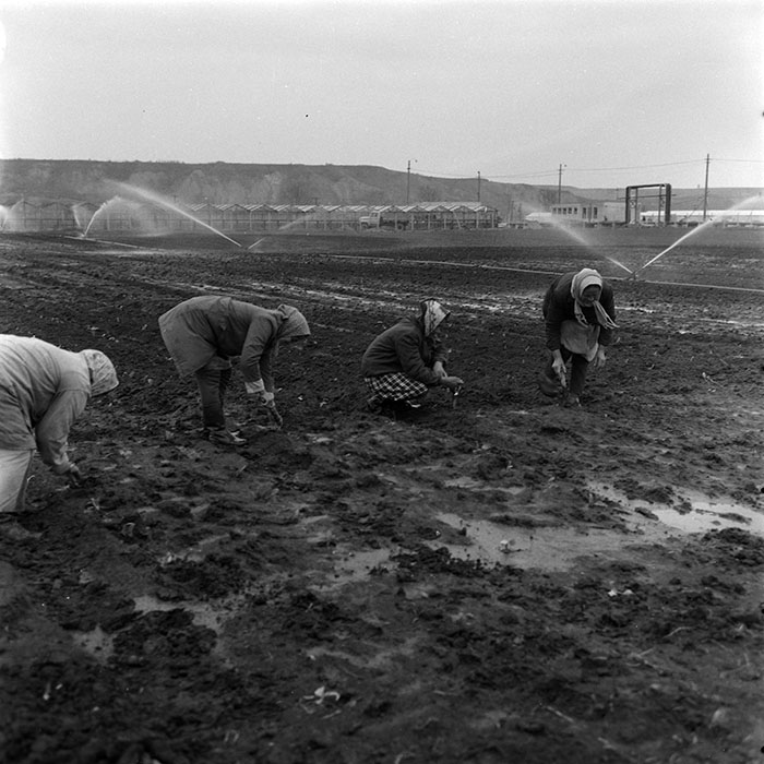 minerva_agricultura_1_c5r1_002