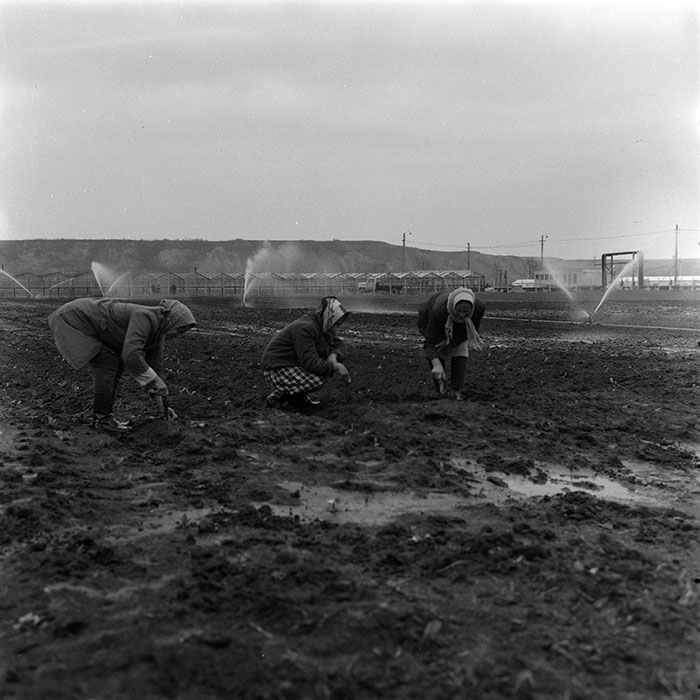 minerva_agricultura_1_c5r1_003