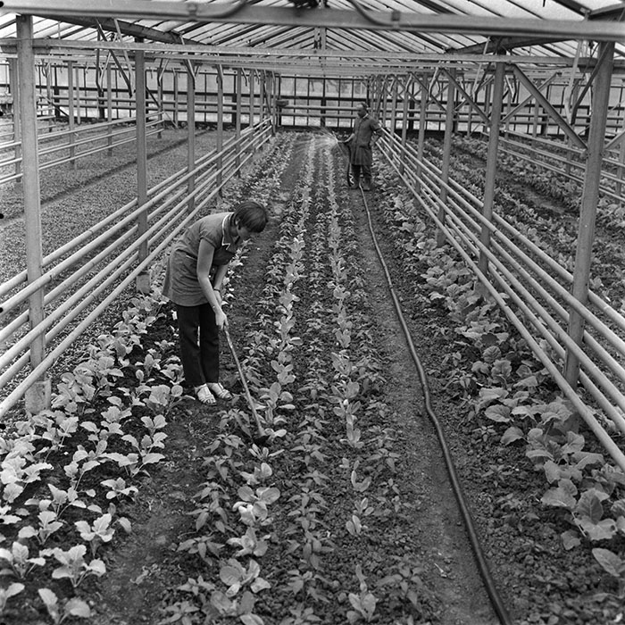 minerva_agricultura_1_c5r1_004