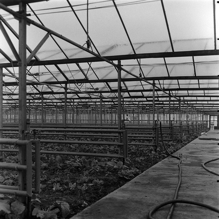 minerva_agricultura_1_c5r1_006