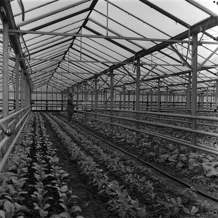 minerva_agricultura_1_c5r1_008