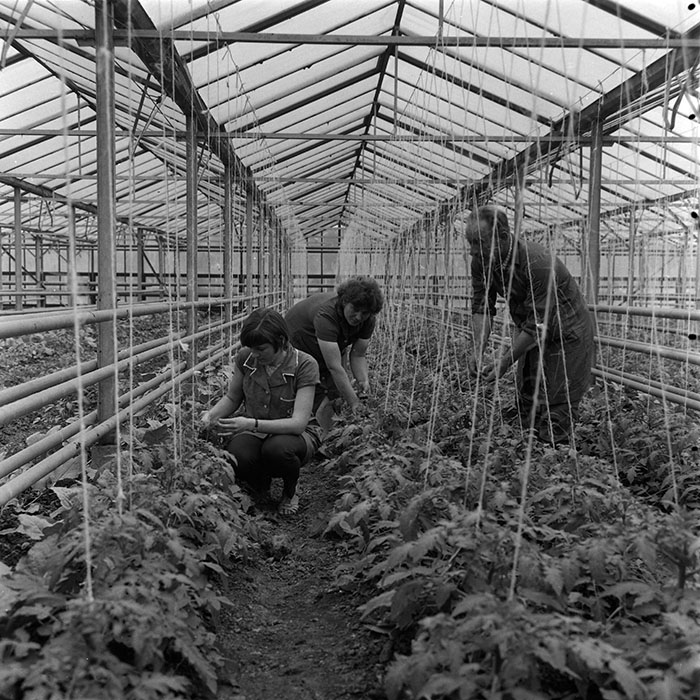 minerva_agricultura_1_c5r1_009