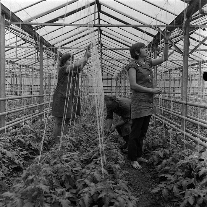 minerva_agricultura_1_c5r1_010