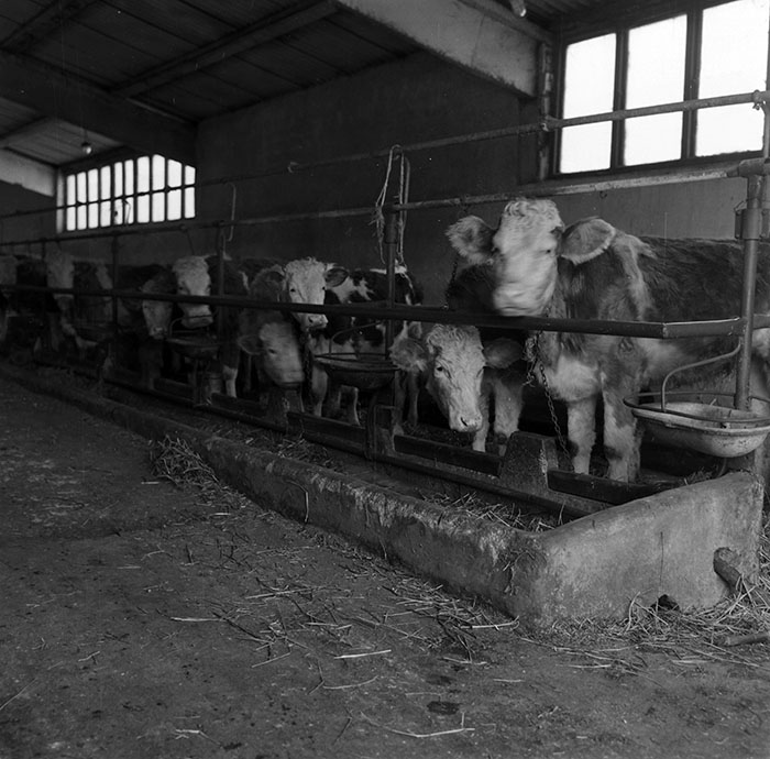 minerva_agricultura_1_c5r3_001